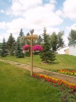 Flowers in Pangman Park