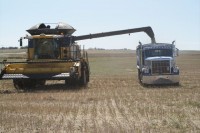 harvest 164